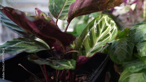 close-up leaves tropical plant calathea in raindrops in rays sun