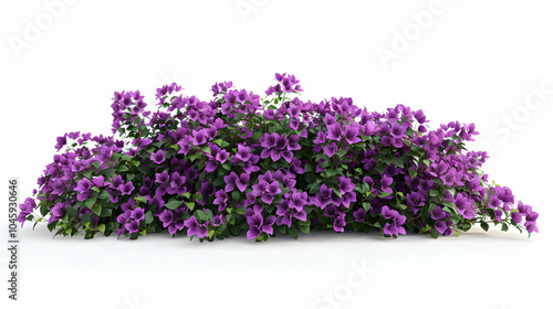 A lush purple bougainvillea bush with vibrant flowers and green leaves isolated on a white background.