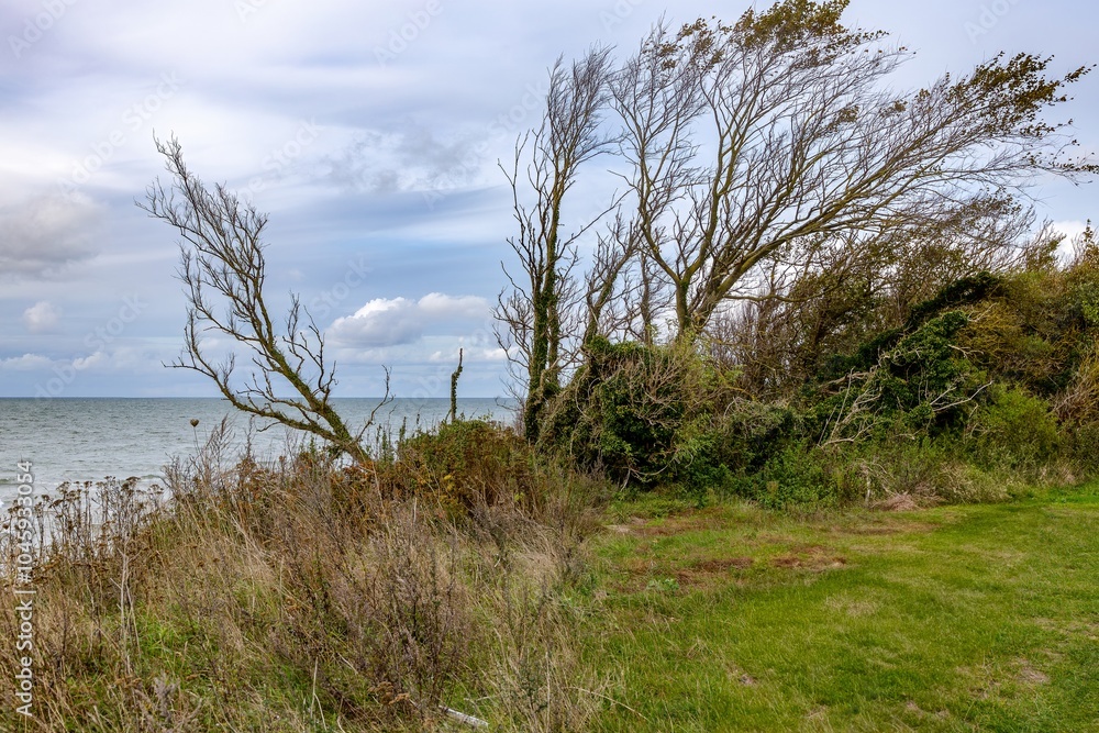 Nature shaped by the wind on a cliff on the Baltic Sea
