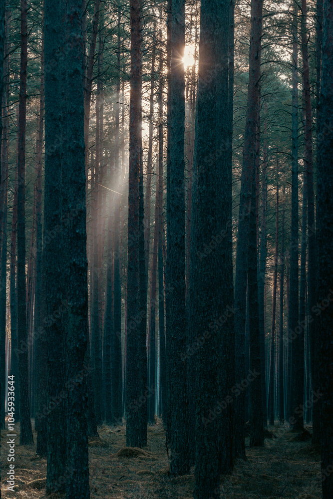 Fototapeta premium morning in the forest