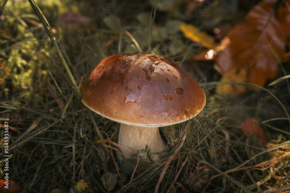 mushroom in the grass mushroom in the grass