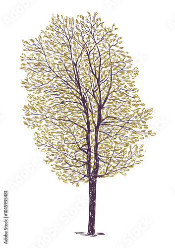 Hand drawing of one deciduous tree silhouette with golden autumn leaves, vector illustration isolated on white