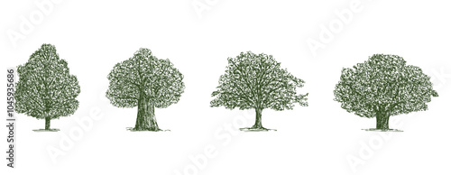 Hand drawing of various old deciduous trees silhouettes, vector illustration isolated on white