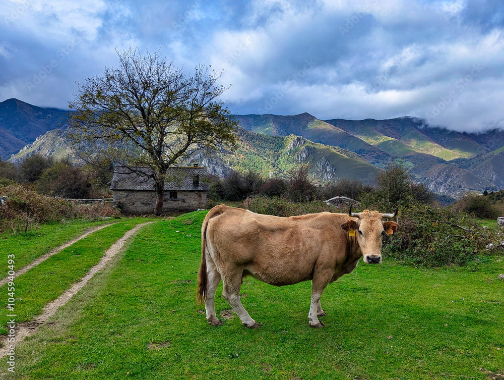 Naklejka premium 'Asturiana de los Valles' cows, Somiedo Natural Park, Asturias, Spain