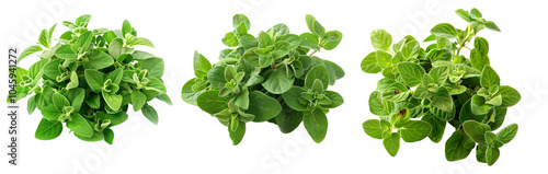 Fresh oregano green leaves isolated on a white transparent background. Culinary herb concept.