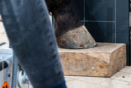 Radiographic x-ray imaging of the equine foot. The radiographic examination of the equine foot provide the veterinarian and farrier with a wealth of information.