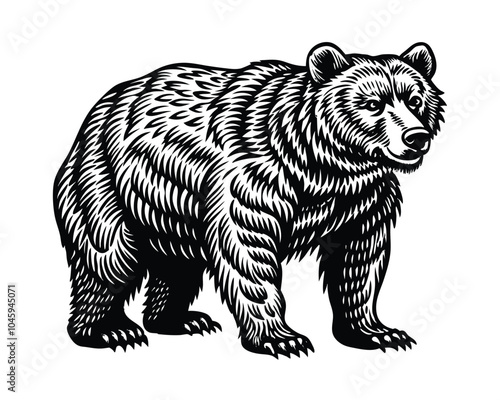 classic engraving style grizzly bear vector