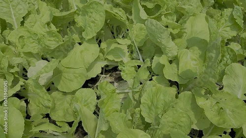Caring for vegetables, cultivation plot, Vegetables in the cultivation plot and the production process of plants for health