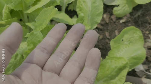 Caring for vegetables, cultivation plot, Vegetables in the cultivation plot and the production process of plants for health