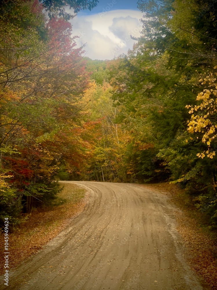 Obraz premium road in autumn forest