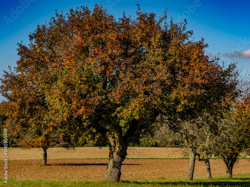 Baumgrundstück im Herbst