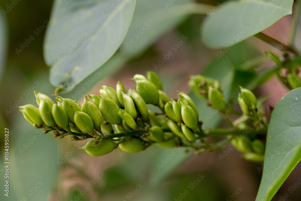 Green seed pods on a lilac tree branch. Syringa vulgaris Green seed pods on a lilac tree branch. Syringa vulgaris