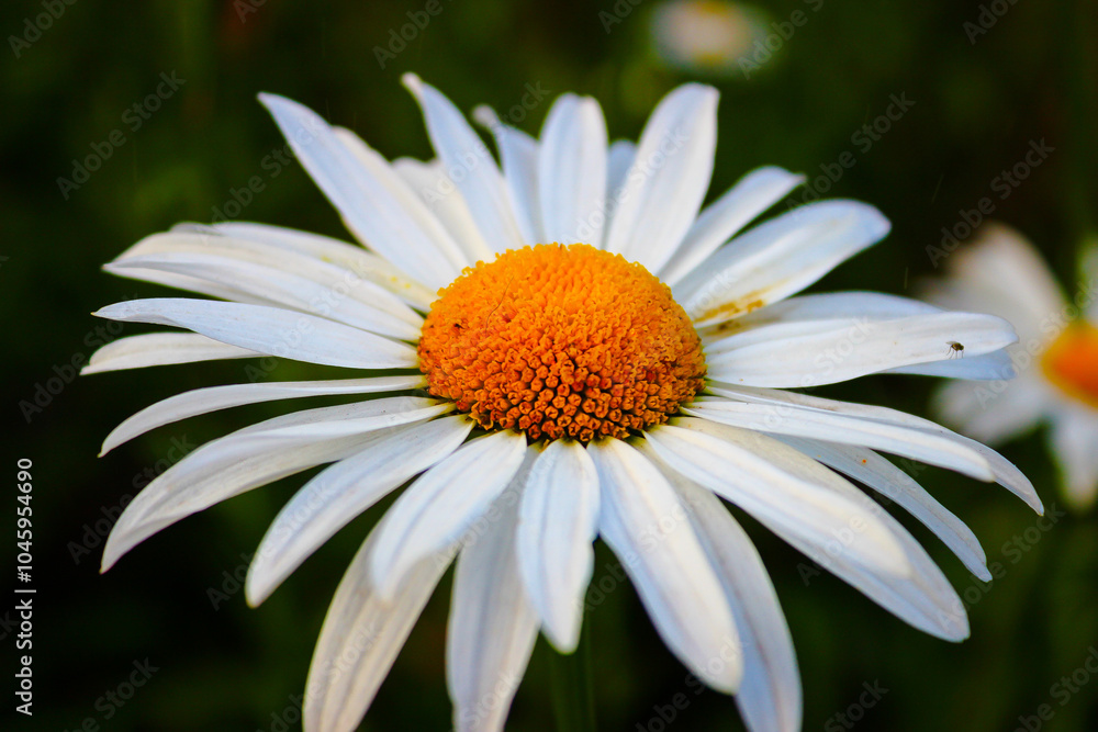 Obraz premium daisy flower closeup