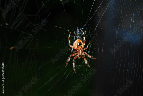 spider on the web photo