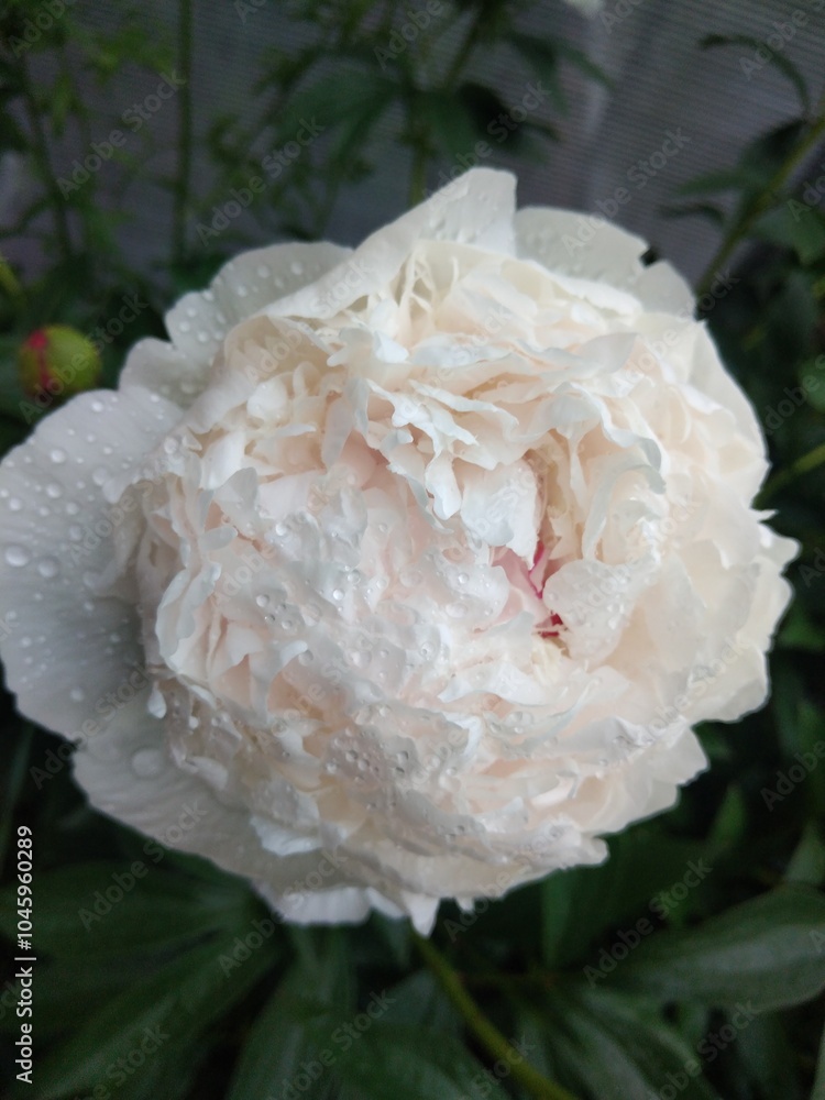 peony, peonies, flowers, nature, garden, blooming peonies peony, peonies, flowers, nature, garden, blooming peonies