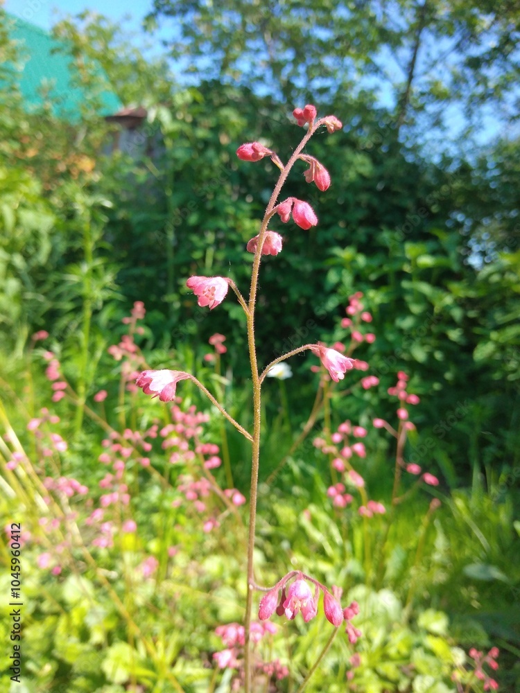peony, peonies, flowers, nature, garden, blooming peonies, bloom, flower, blossom, summer, pink, plant, beauty, floral, bouquet, colorful peony, peonies, flowers, nature, garden, blooming peonies, bloom, flower, blossom, summer, pink, plant, beauty, floral, bouquet, colorful