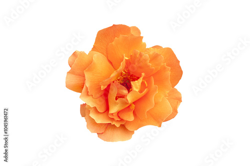 Single rose flower head in bright yellow color, isolated, png format