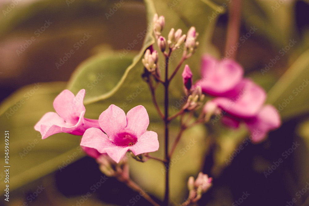 Flores e Borboletas Flores e Borboletas