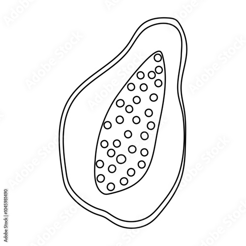 Outline of a papaya fruit with visible seeds on a simple background