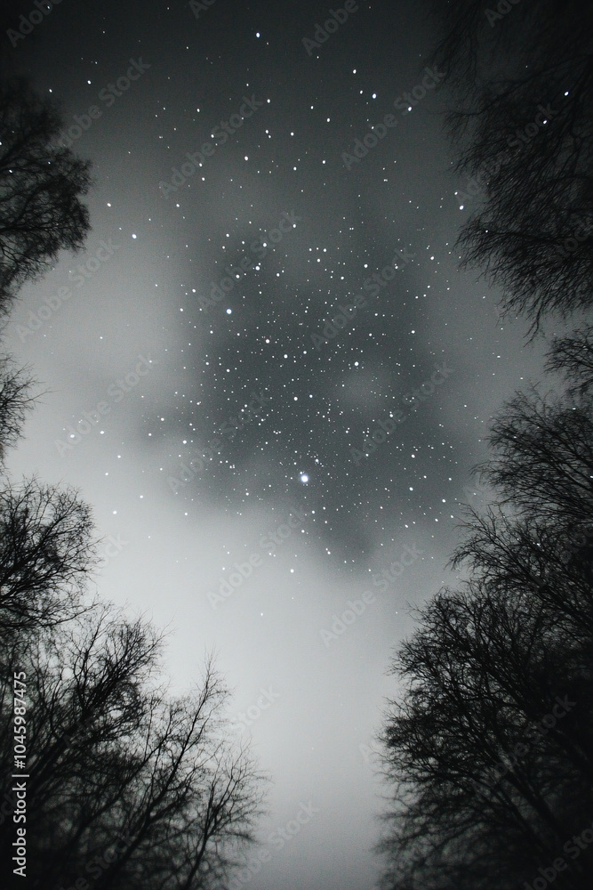 Fototapeta premium starry night sky with trees silhouette