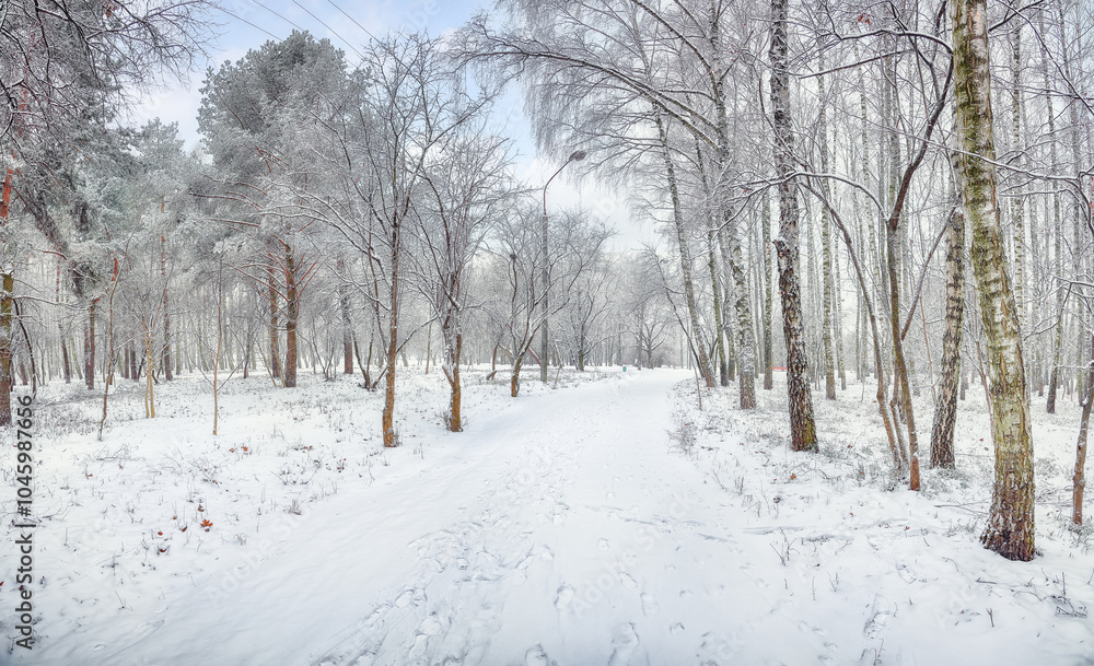 Amazing landscape with snow-covered trees in the city park. Amazing landscape with snow-covered trees in the city park.