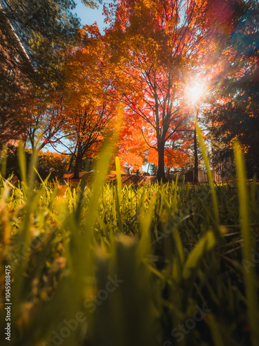 In the grass