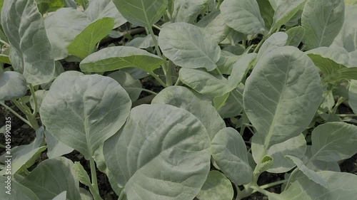 Caring kale planting plot, Vegetables in the cultivation plot and the production process of plants for health