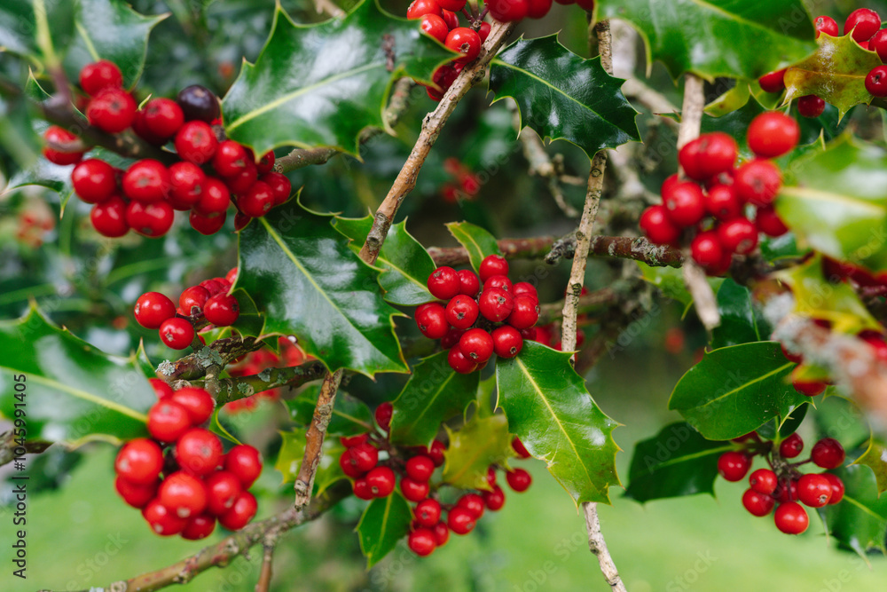 Christmas Holly Tree with Berries and Green Spiky Leaves. Red Berry Festive Holiday Background Christmas Holly Tree with Berries and Green Spiky Leaves. Red Berry Festive Holiday Background