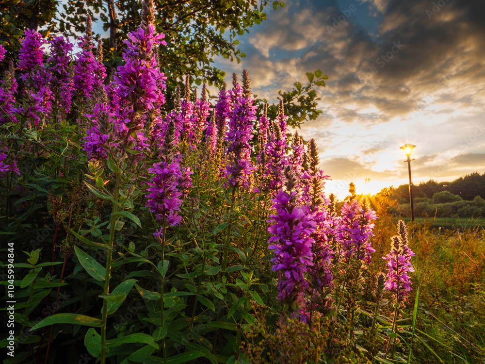 Naklejka premium A field of red wild flowers with a sun light shining on them in the background. Calm nature scene in a park. Stunning sunset sky. Nobody. Beauty of nature concept.