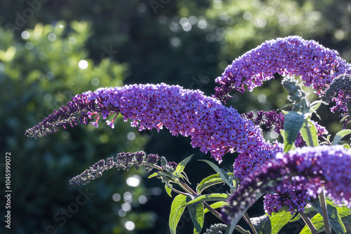 Fotografi Schmetterlingsflieders, Sommerflieder  (Buddleja davidii)