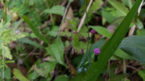 Photo of a purple flower that has not yet bloomed. Photo taken in the forest.