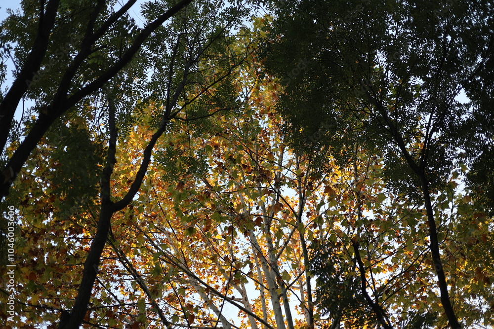 Fototapeta premium tree in the forest sunset beijing