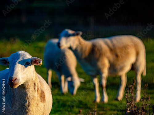 Kleine Herde Schafe grasen auf einer Weide photo