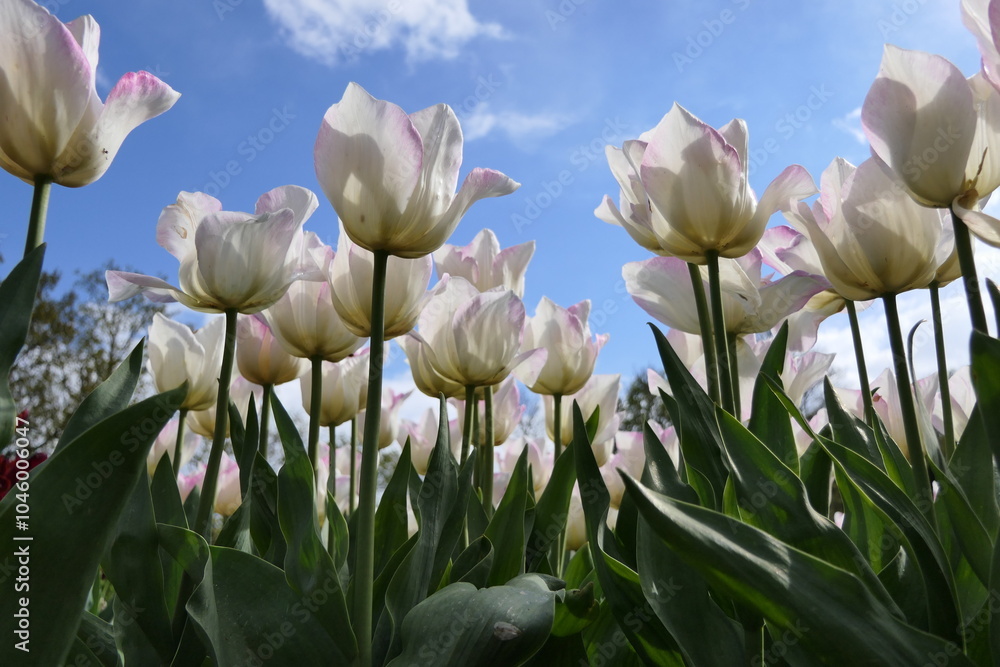 Fototapeta premium Weiße Tulpe