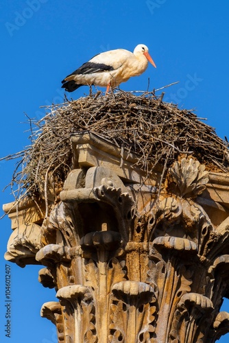 Plaza San Isidoro, León, Castile and León, Spain