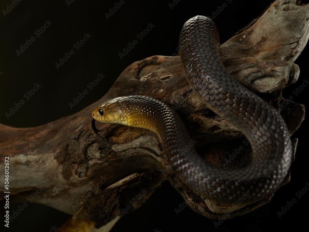 A snake rests on a log, its body draped over the rough bark. The contrast between the snake smooth skin and the coarse texture of the wood adds depth to the image. A snake rests on a log, its body draped over the rough bark. The contrast between the snake smooth skin and the coarse texture of the wood adds depth to the image.