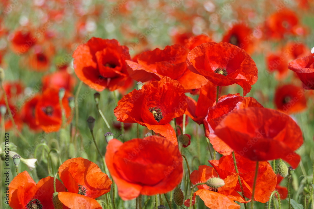 Naklejka premium Mohn im Kornfeld