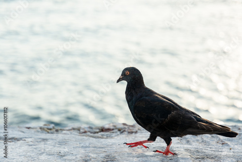 A black pigeon on top of a concrete wall against the sea in the background.