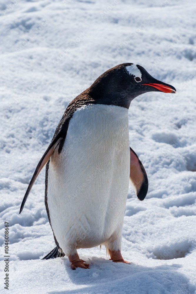 Obraz premium Close-up of a Gentoo Penguin -Pygoscelis papua- walking in a snowy landscape of Trinity Island, on the Antarctic Peninsula