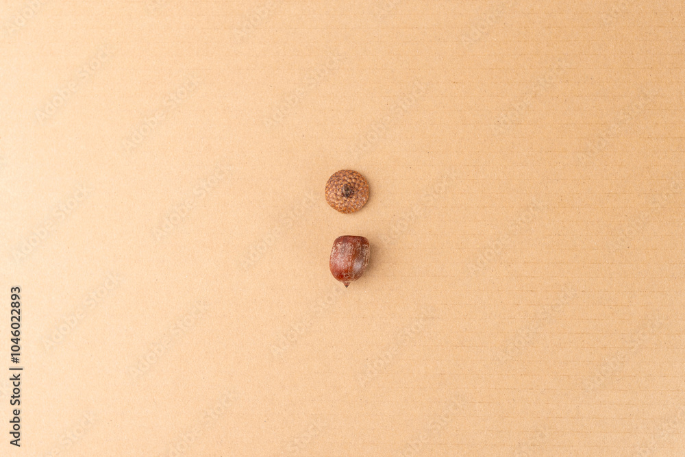 arrangement and separation of the acorns and caps make the image visually relevant for studying the different parts of an acorn. arrangement and separation of the acorns and caps make the image visually relevant for studying the different parts of an acorn.