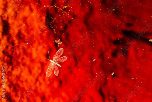 Vibrant Red Textures of Rio Tinto Mine Waters photo