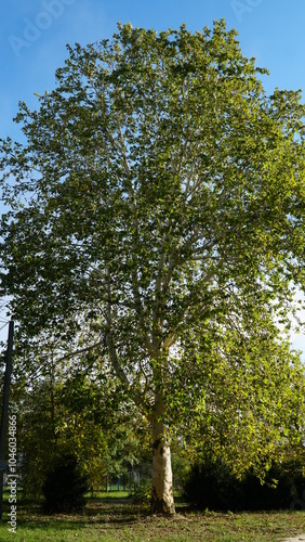 The trunk, bark, leaves and fruits of Platanus occidentalis, also known as the American, London plane tree. Bark of the sycamore tree. Maple. Sycamore. Different colors of the tree trunk. Platan. n