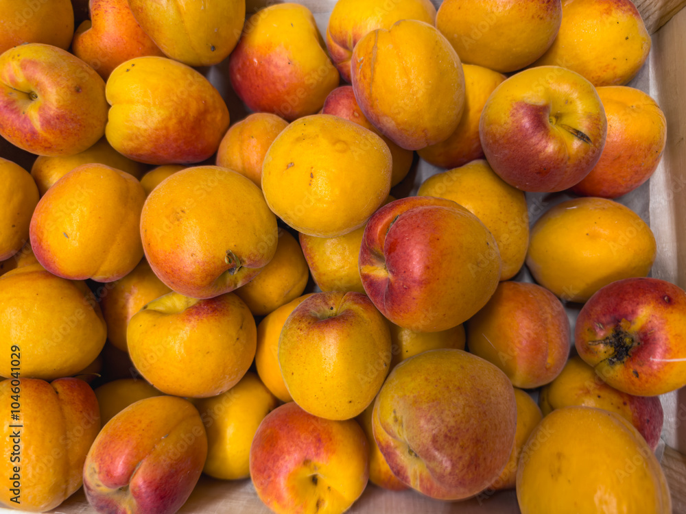 Close-up of ripe Lady Cot apricots in wooden crates, prepared for sale. Lady Cot is one of the most interesting and widespread mid-late ripening apricot varieties in Europe and Italy Close-up of ripe Lady Cot apricots in wooden crates, prepared for sale. Lady Cot is one of the most interesting and widespread mid-late ripening apricot varieties in Europe and Italy