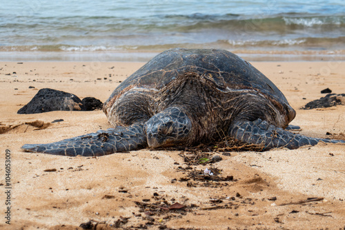 A sea turtle sun bathes on the beach