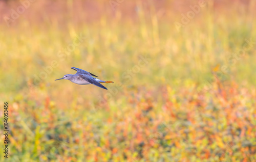 Lesser yellowlegs in flight over a colorful field in fall. photo