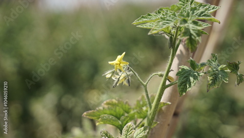 Rama de la planta del tomate