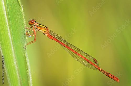 Wallpaper Mural closeup of a red damselfly resting on a leaf Torontodigital.ca
