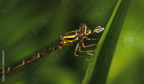 Wallpaper Mural closeup of a damselfly resting on a leaf with captured prey Torontodigital.ca