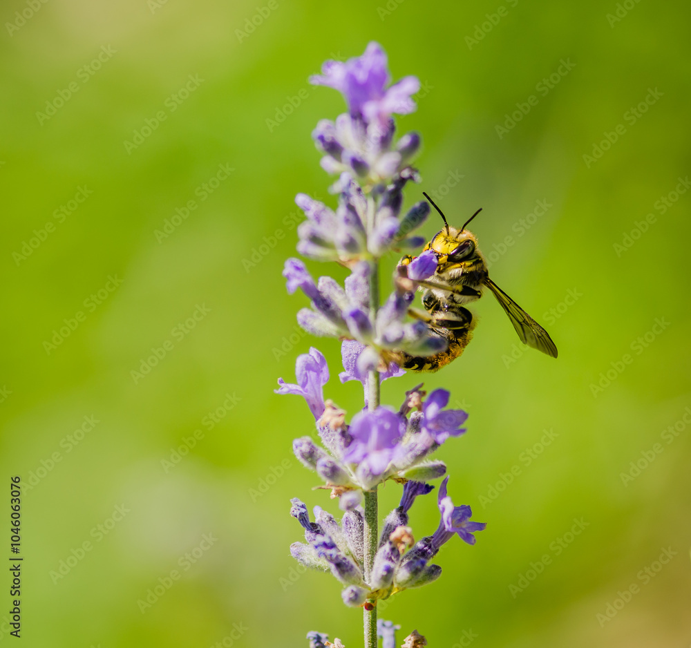 Honey Bee collecting nectar from flower Honey Bee collecting nectar from flower