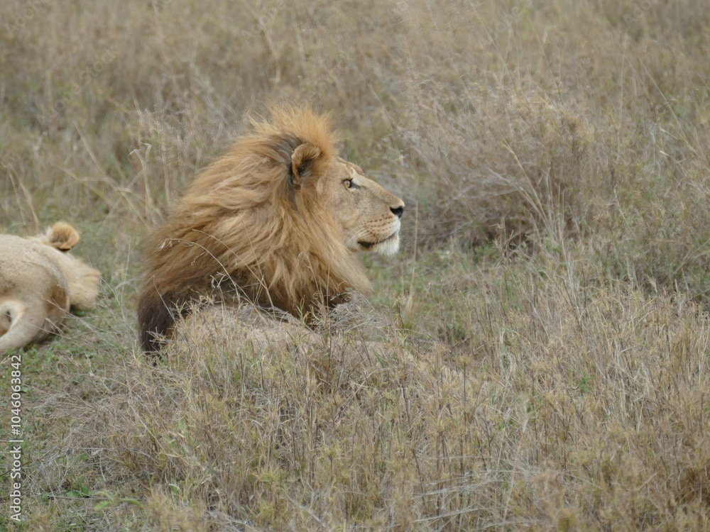 Male lion relaxing in the savannah with lioness in background Male lion relaxing in the savannah with lioness in background